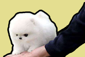 博美幼犬怎么养