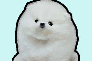 博美幼犬的养法是什么