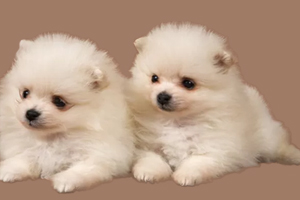 博美幼犬吃什么狗粮