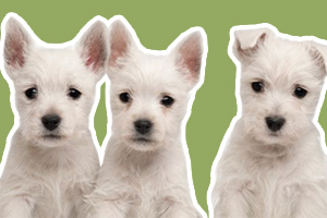 如何挑选西高地白梗犬