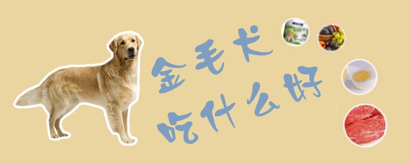 金毛犬吃什么好1