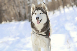 哈士奇纯种的有什么特征