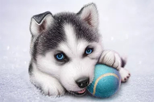 小哈士奇怎么挑