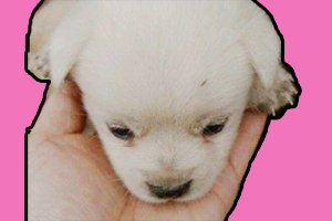 串串狗怎么养最听话