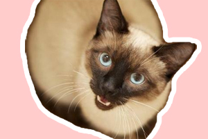 暹罗猫为什么总叫