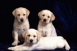 拉布拉多犬的喂养方法是什么