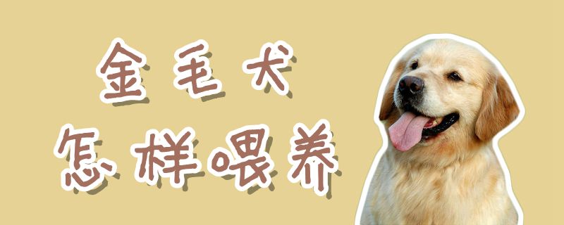 金毛犬怎样喂养