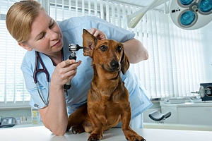 怎样给小狗清洁耳朵