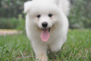 小萨摩耶怎么养