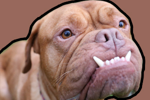 法国波尔多犬的性格如何