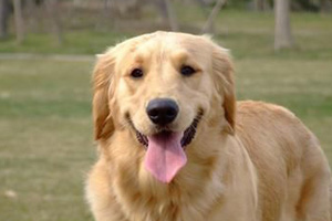 金毛怎么看品相