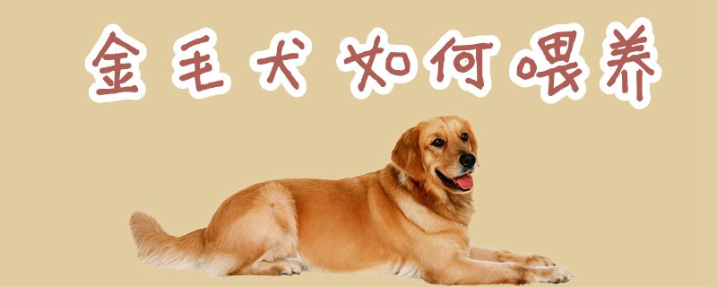 金毛犬如何喂养