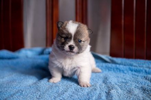 如何给小狗断奶