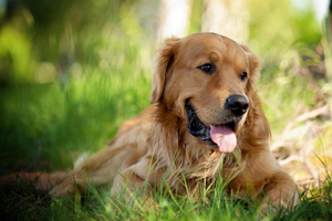 成年金毛犬怎么养