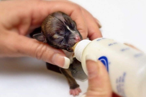 如何给小狗喂奶