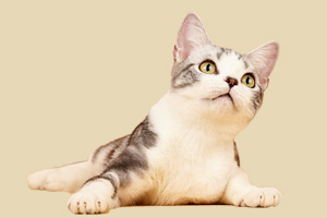 美国短毛猫吃什么