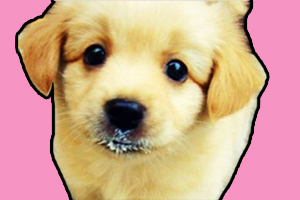 母狗不喂小狗奶怎么办