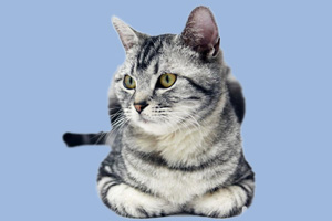 美国短毛猫怎么养