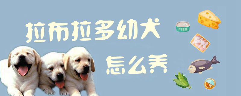 拉布拉多幼犬怎么养1