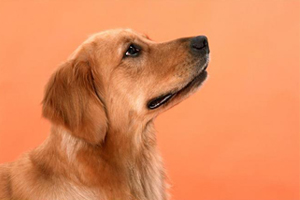 空运宠物需要什么手续