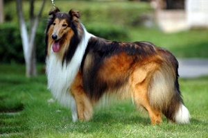 苏格兰牧羊犬怎么看纯