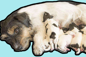 母狗没奶水小狗怎么办