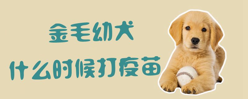 金毛幼犬什么时候打疫苗1