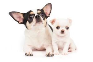 吉娃娃怎么分公母