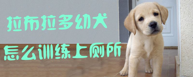 拉布拉多幼犬怎麼訓練上廁所1