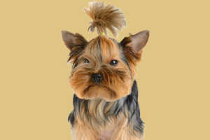 约克夏犬饲养的注意事项有哪些