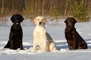 拉布拉多怎么看纯不纯