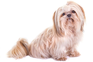 西施犬如何辨认