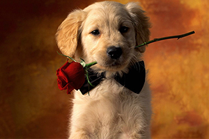 拉布拉多怎么养