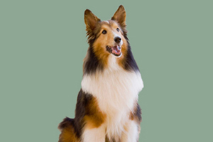 喜乐蒂犬的优缺点是什么