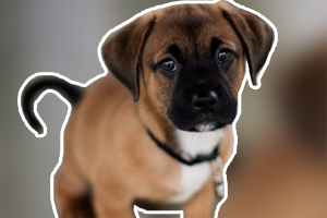 小狗狗不吃狗粮怎么办