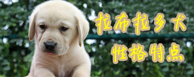 拉布拉多犬性格特点1