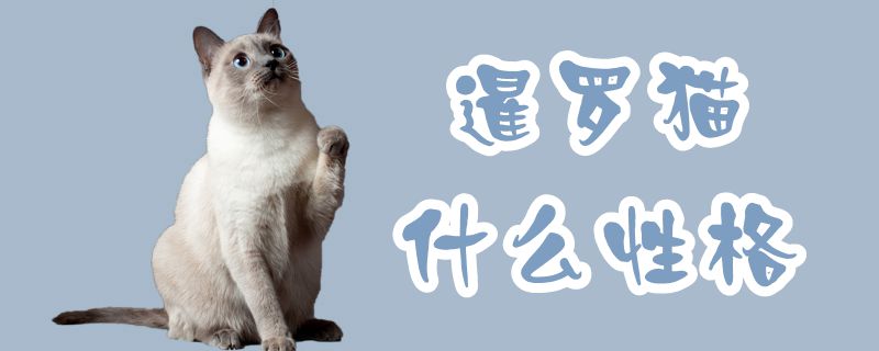 暹罗猫什么性格
