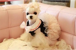 西施犬怎样修毛