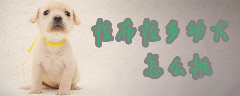 拉布拉多幼犬怎么挑 小可爱宠物网