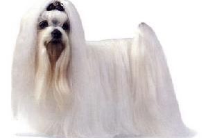 西施犬怎么看纯不纯