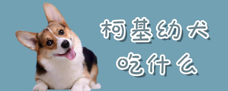 柯基幼犬吃什么