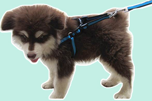 狗狗晚上不肯回家怎么办