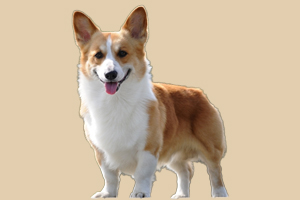 买狗的注意事项有哪些