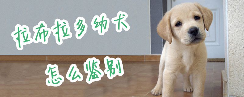 拉布拉多幼犬怎么鉴别1