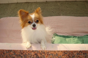 蝴蝶犬如何辨认