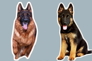 昆明犬和德牧的区别有哪些