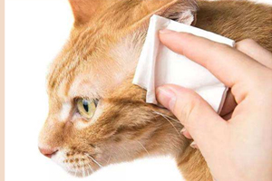 猫咪耳朵怎么清理