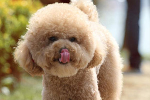 玩具贵宾犬怎么养