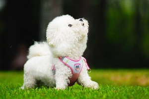 比熊犬如何喂养