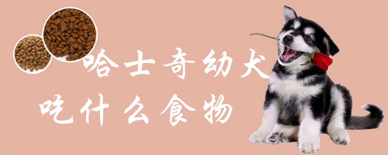 哈士奇幼犬吃什么食物1